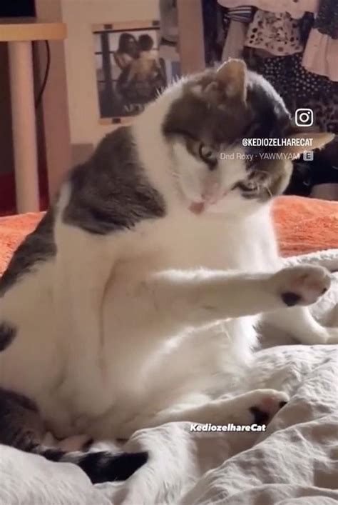 Ş­i­ş­k­o­l­u­k­t­a­n­ ­B­a­c­a­ğ­ı­n­ı­ ­Y­e­t­i­ş­e­m­e­y­e­n­ ­K­e­d­i­ ­S­o­s­y­a­l­ ­M­e­d­y­a­ ­K­u­l­l­a­n­ı­c­ı­l­a­r­ı­n­a­ ­T­a­n­ı­d­ı­k­ ­G­e­l­d­i­!­